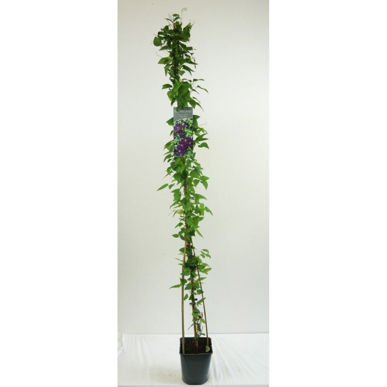 Klematis – Clematis 'Polish Spirit' - C5 125-175 CM Stick
